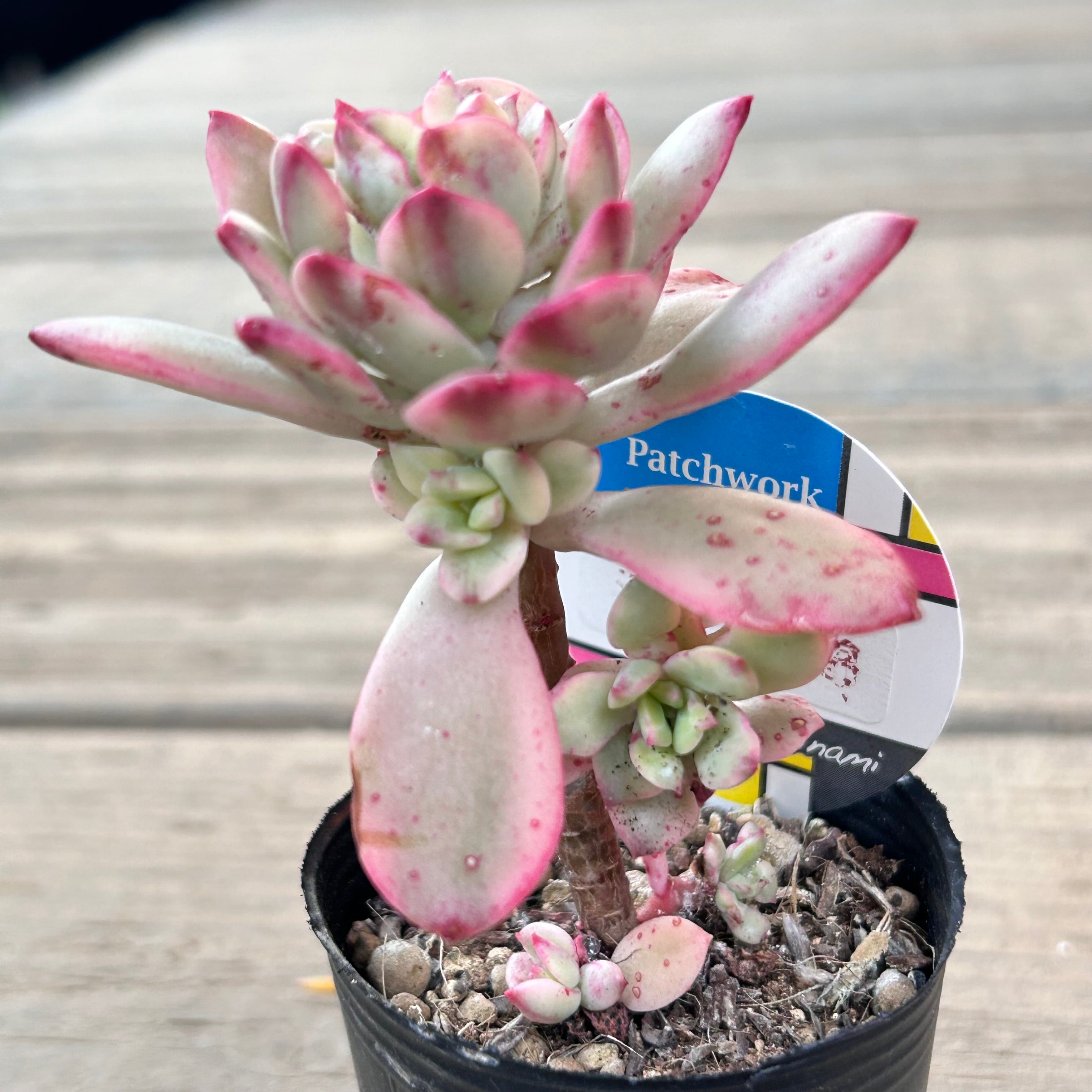 ミニベル錦 | RuPo 多肉植物専門店