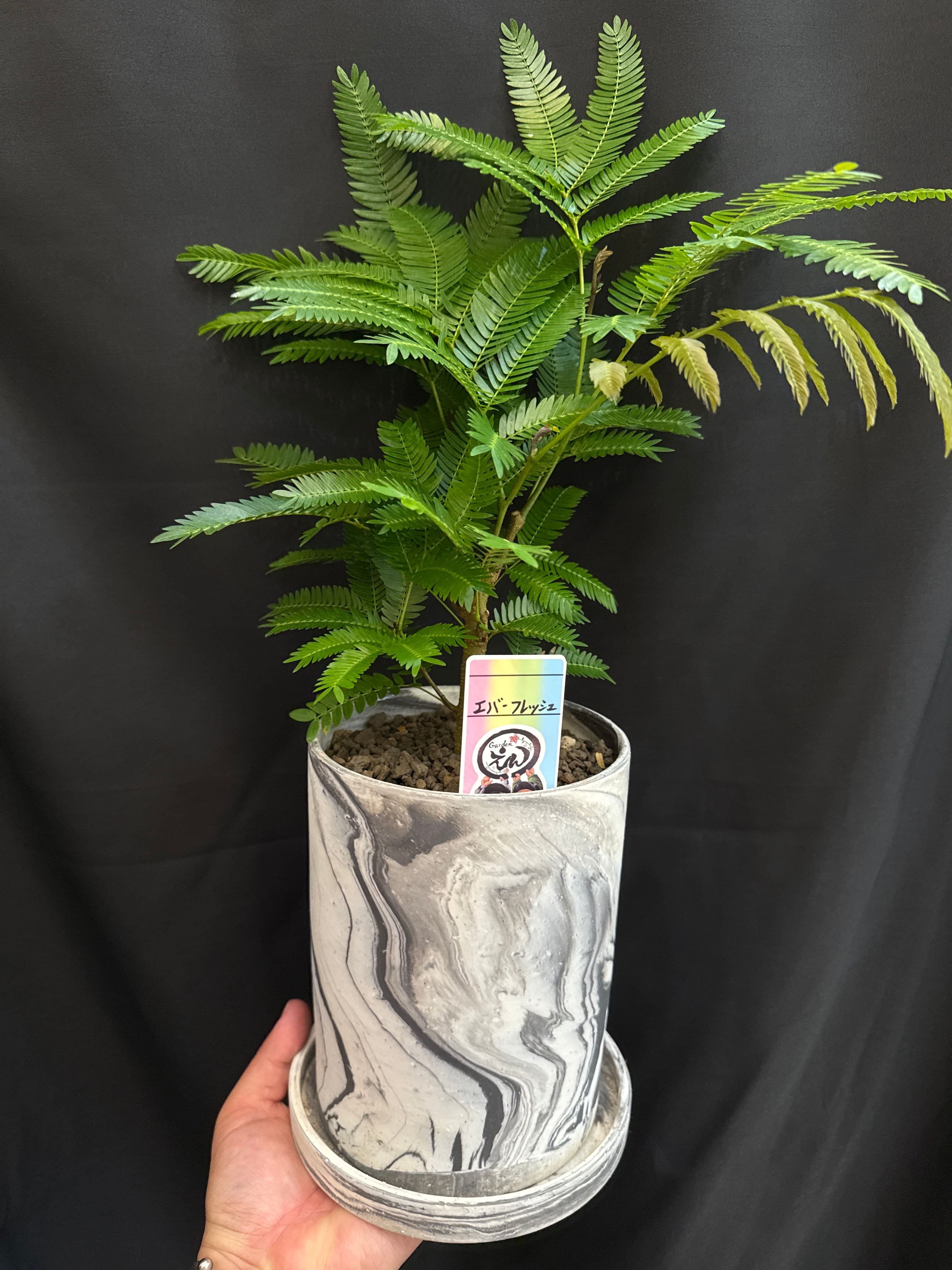 4. ホヤ マチルダシルバースプラッシュ | Gardenえん 【観葉熱帯植物】