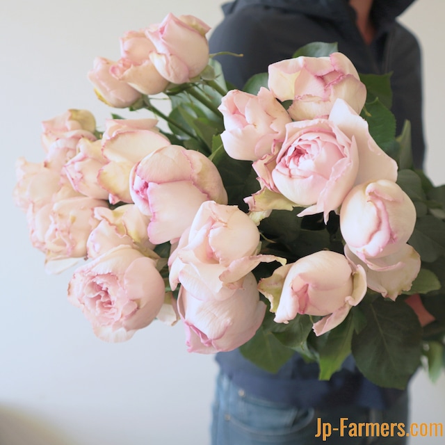 Ｆujiwara農園　ピンクイブピアッチェ　10本　ダマス香るバラ
