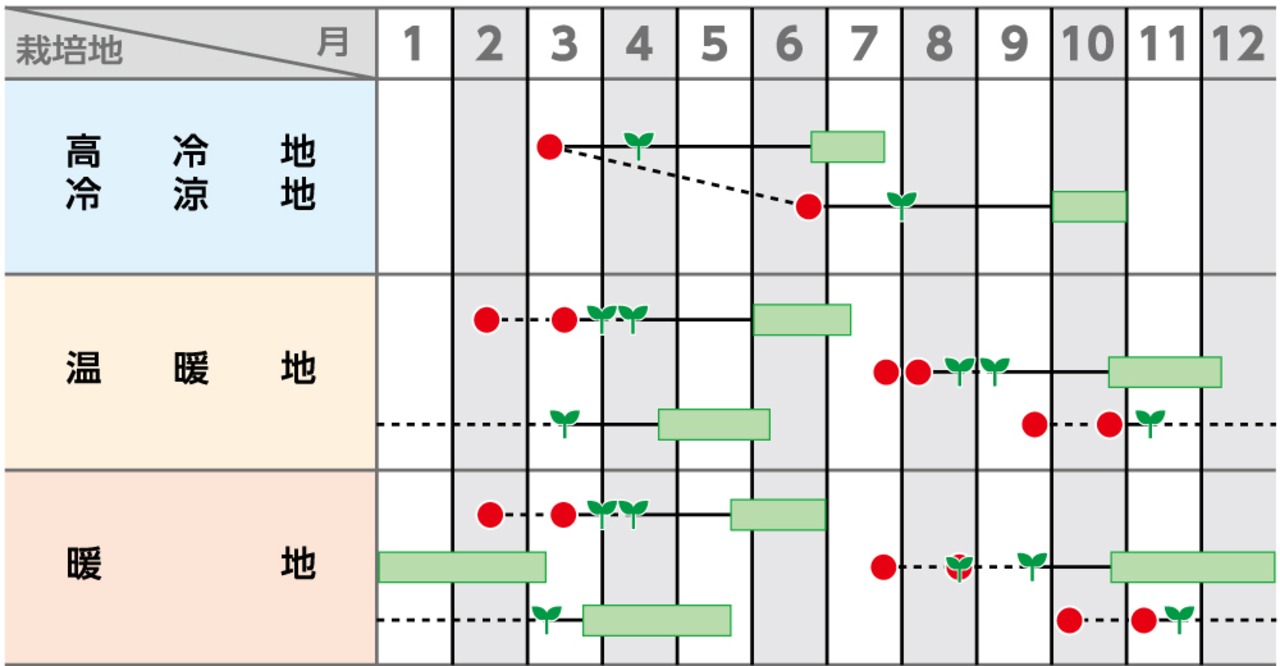 キャベツ 「金系201号」（PRO小袋）・画像2