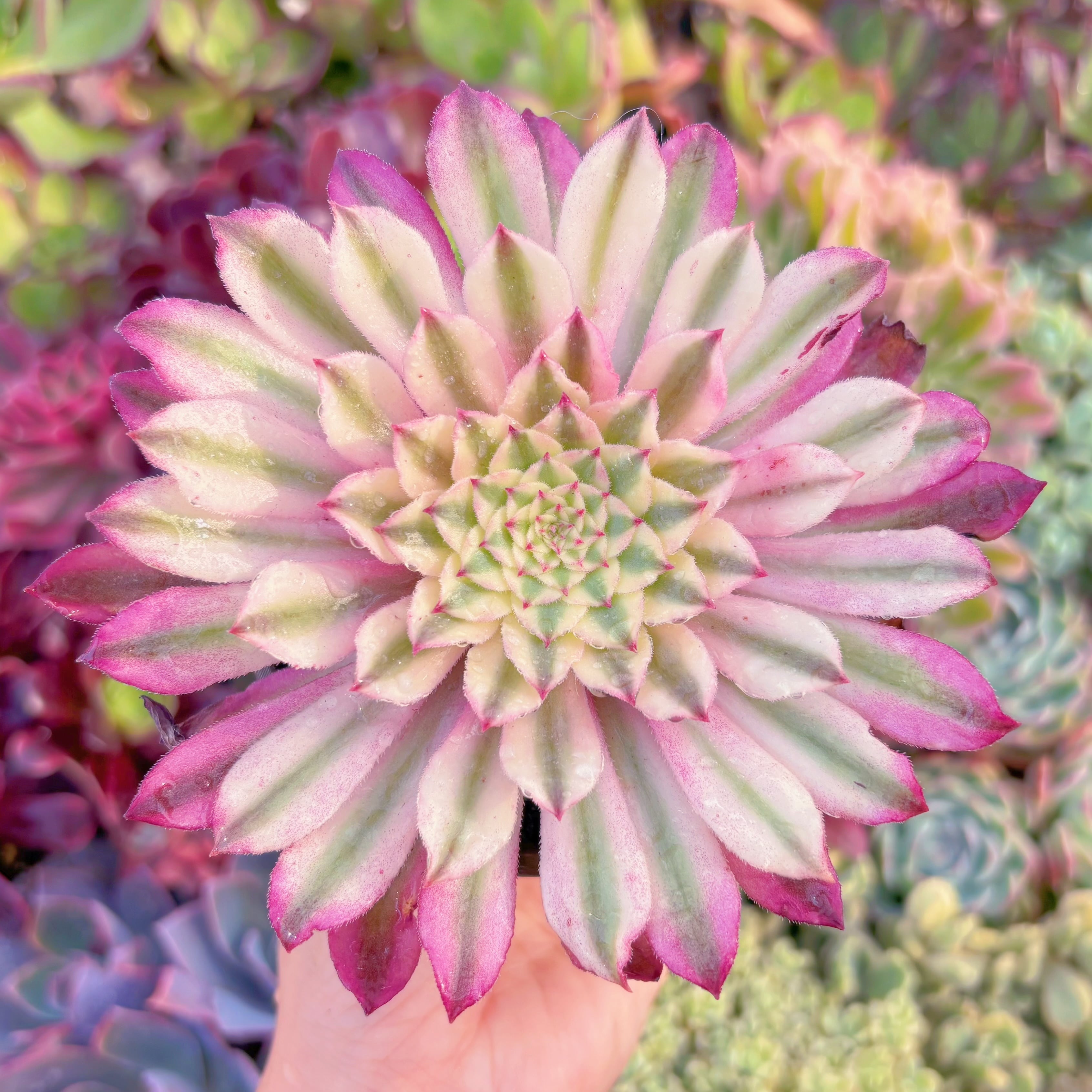 現物　墨仙#A24　るる農園