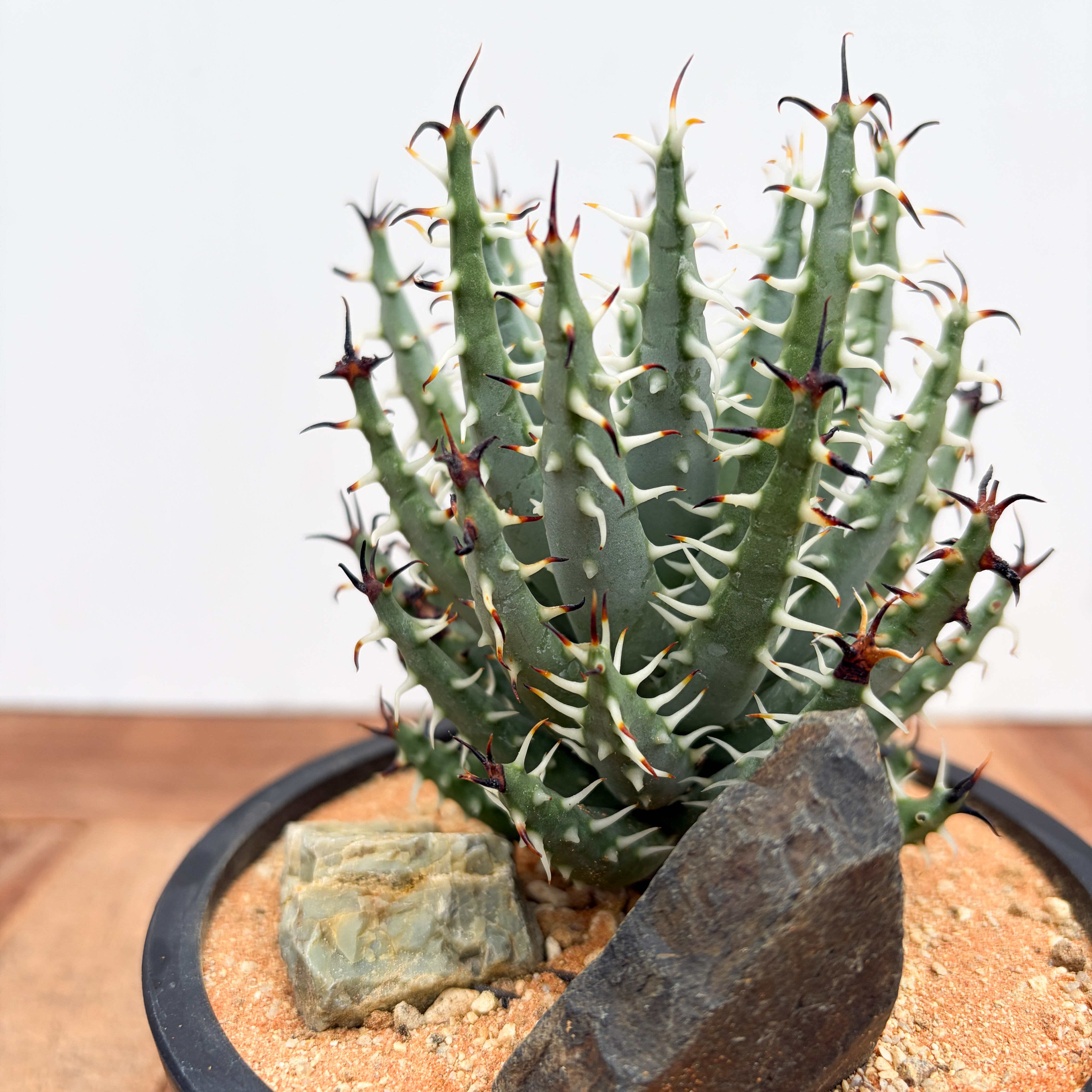 Aloe erinacea【アロエ・エリナケア】 | RIMO'S GREEN 【Saboten