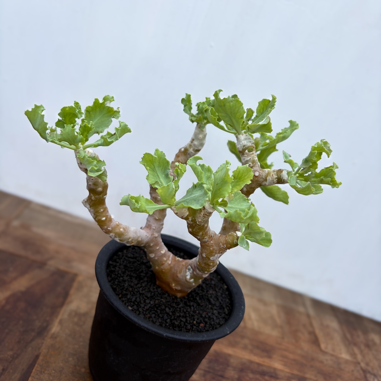 Othonna cremnophila【オトンナ・クレムノフィラ】