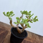 Othonna cremnophila【オトンナ・クレムノフィラ】