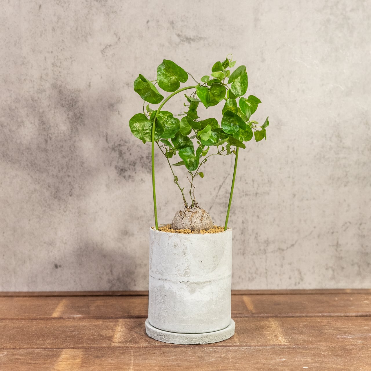 アフリカ亀甲竜｜成長とともに亀甲模様が浮き出る人気コーデックス／可愛い小さめ塊根【手作りモルタル鉢】