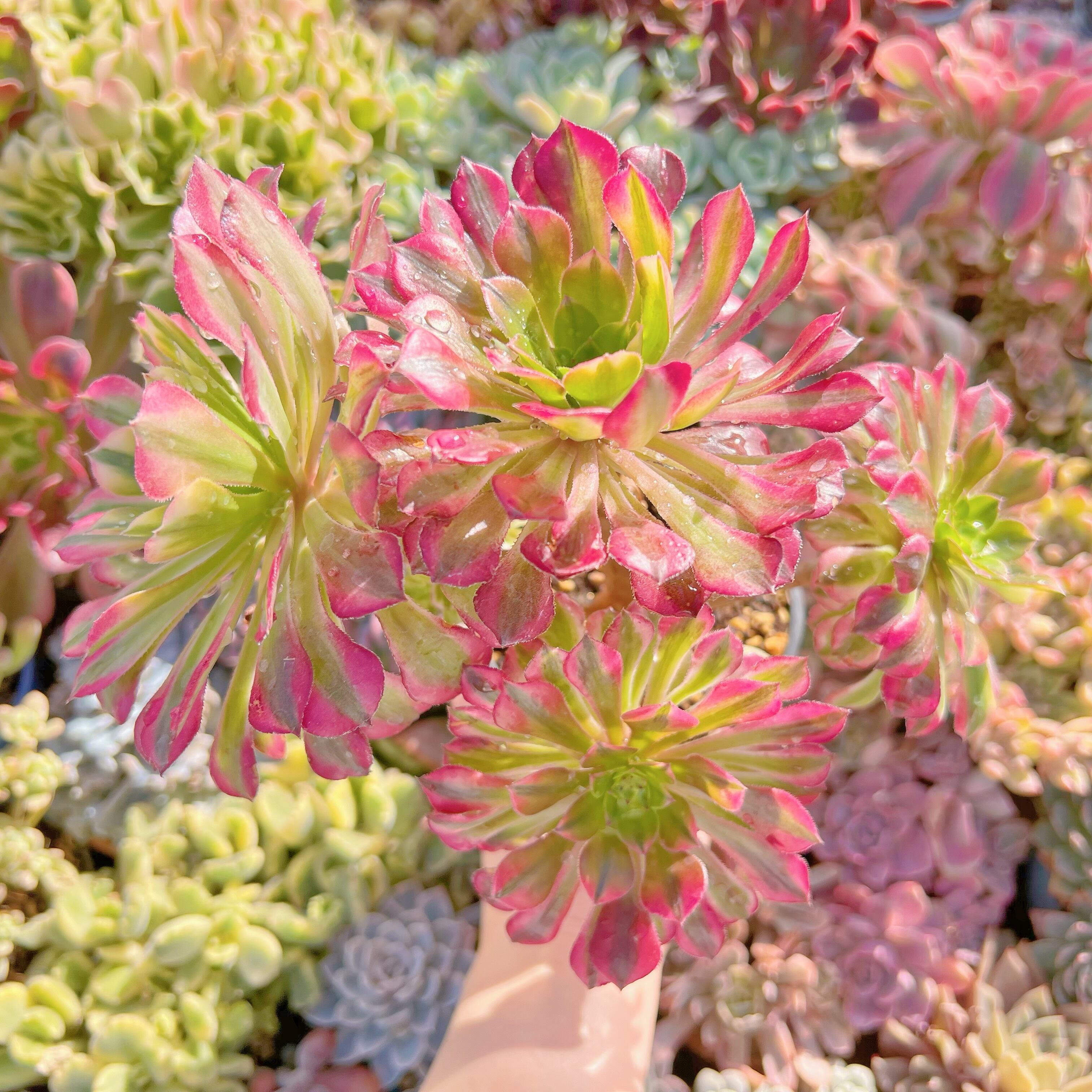 現品　ブラックチェリー#A17   群生　るる農園