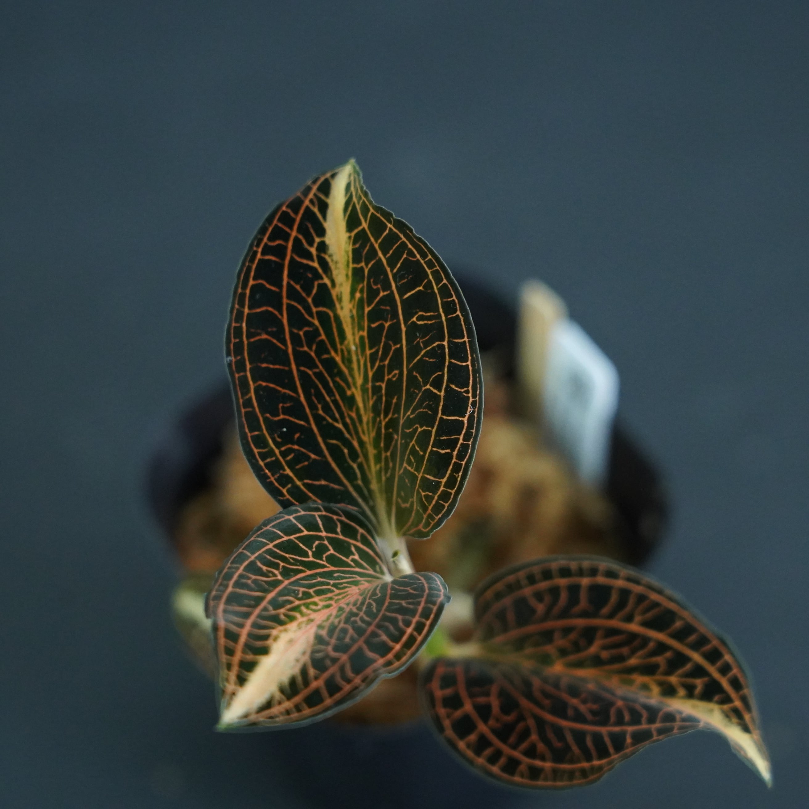 ◇現品◇アネクトキルス sp. 'Nan Red Vein'× Anct. siamensis 'White