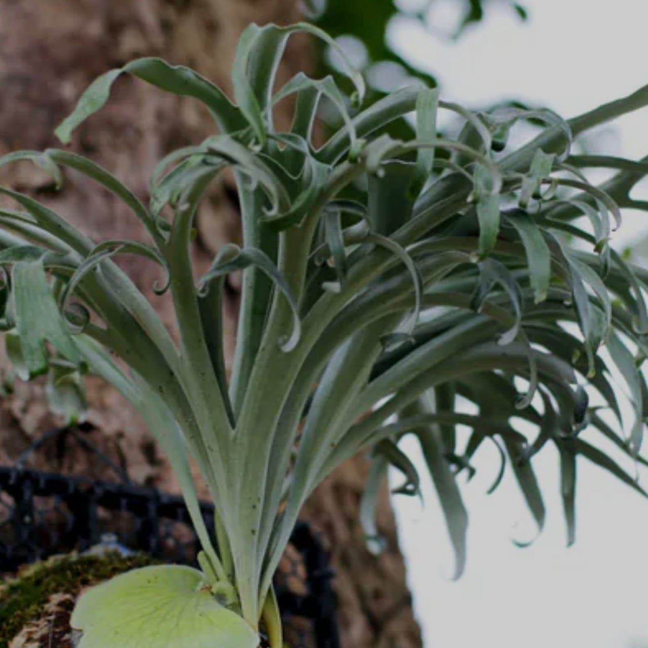 P. veitchii wild spore | naturefix