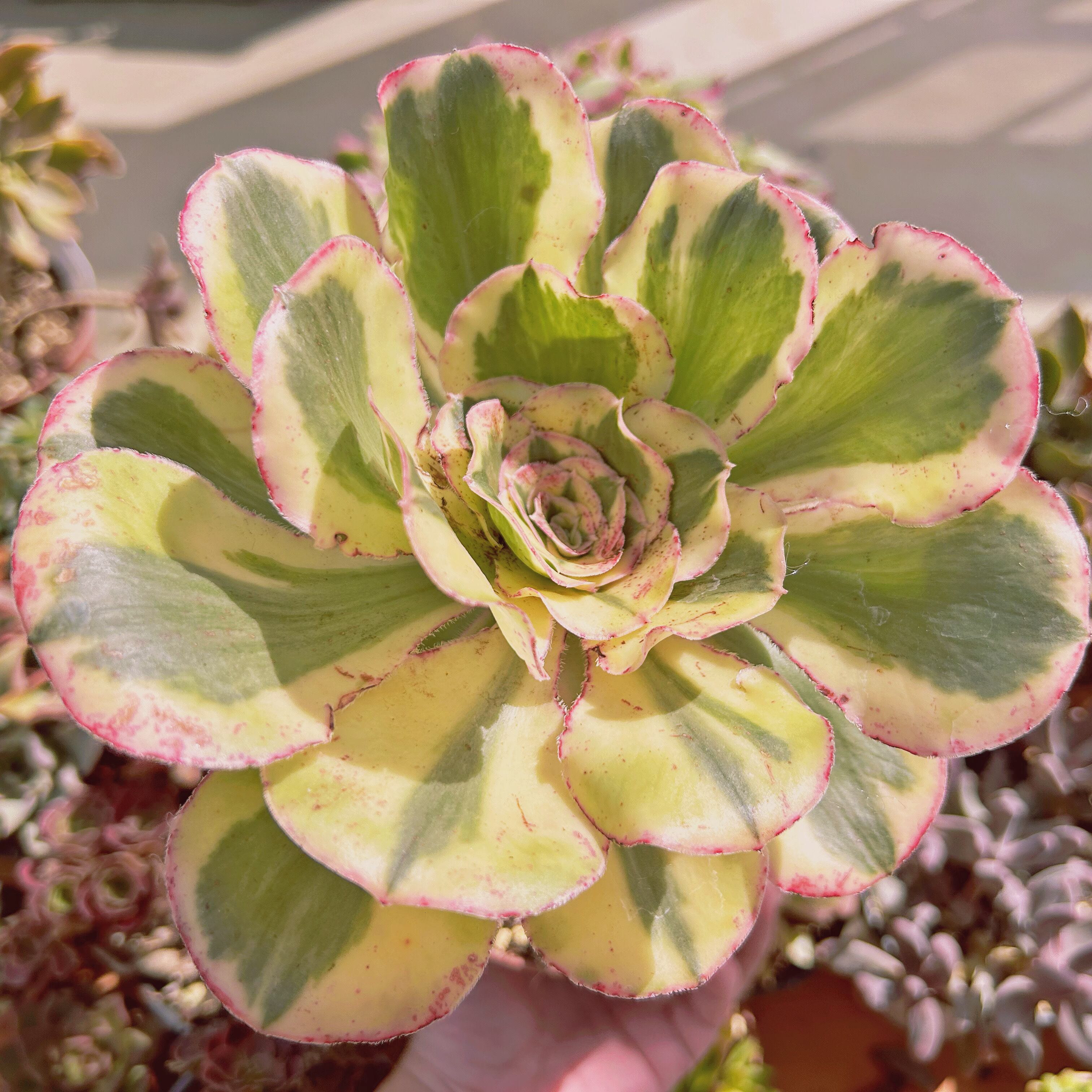 現物　多肉植物　Aeonium  燕姿錦　特大