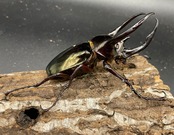 【WD】《イフガオアトラス 80mmUP ペア》