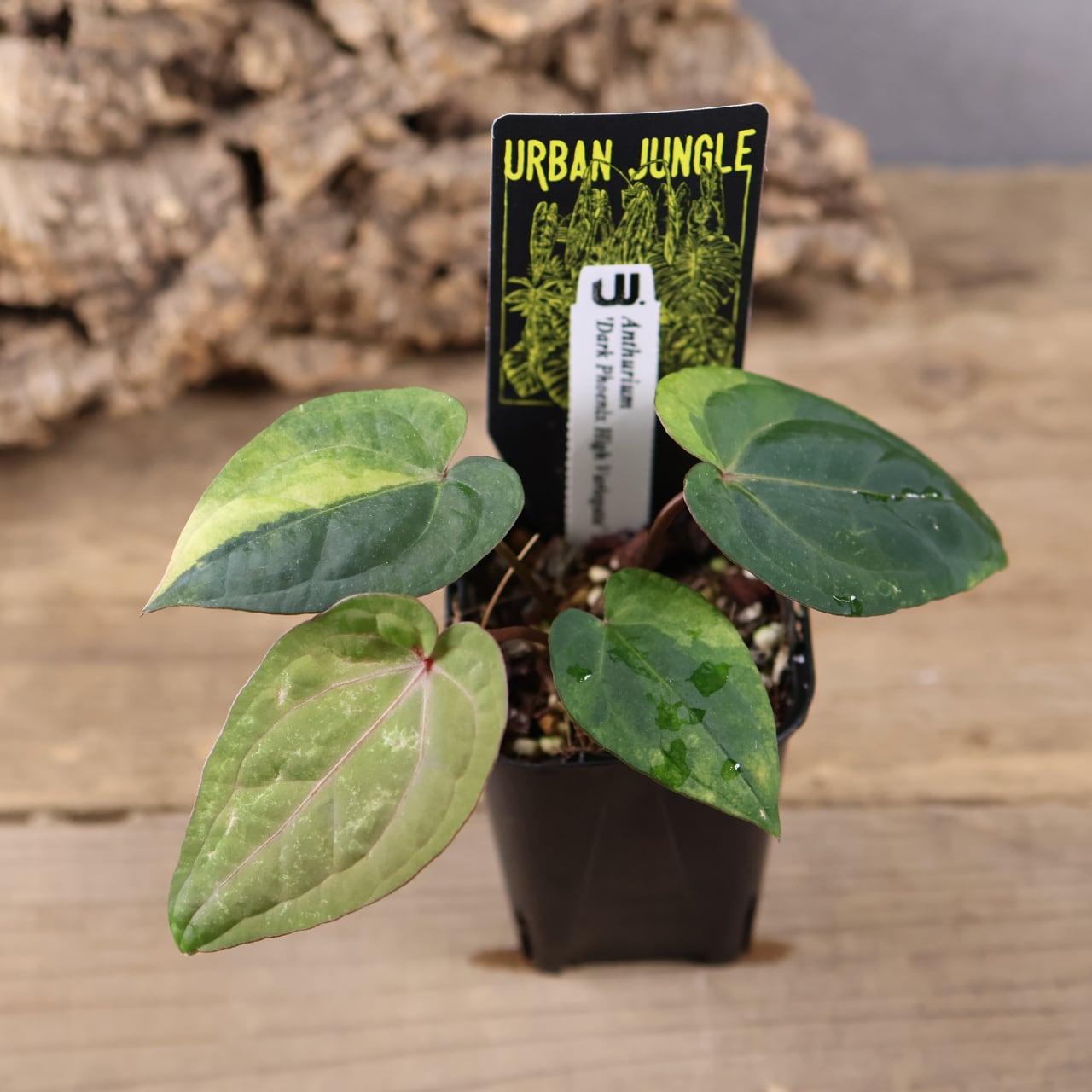 845『urban jungle アンスリウム Anthurium 'Dark Phoenix High