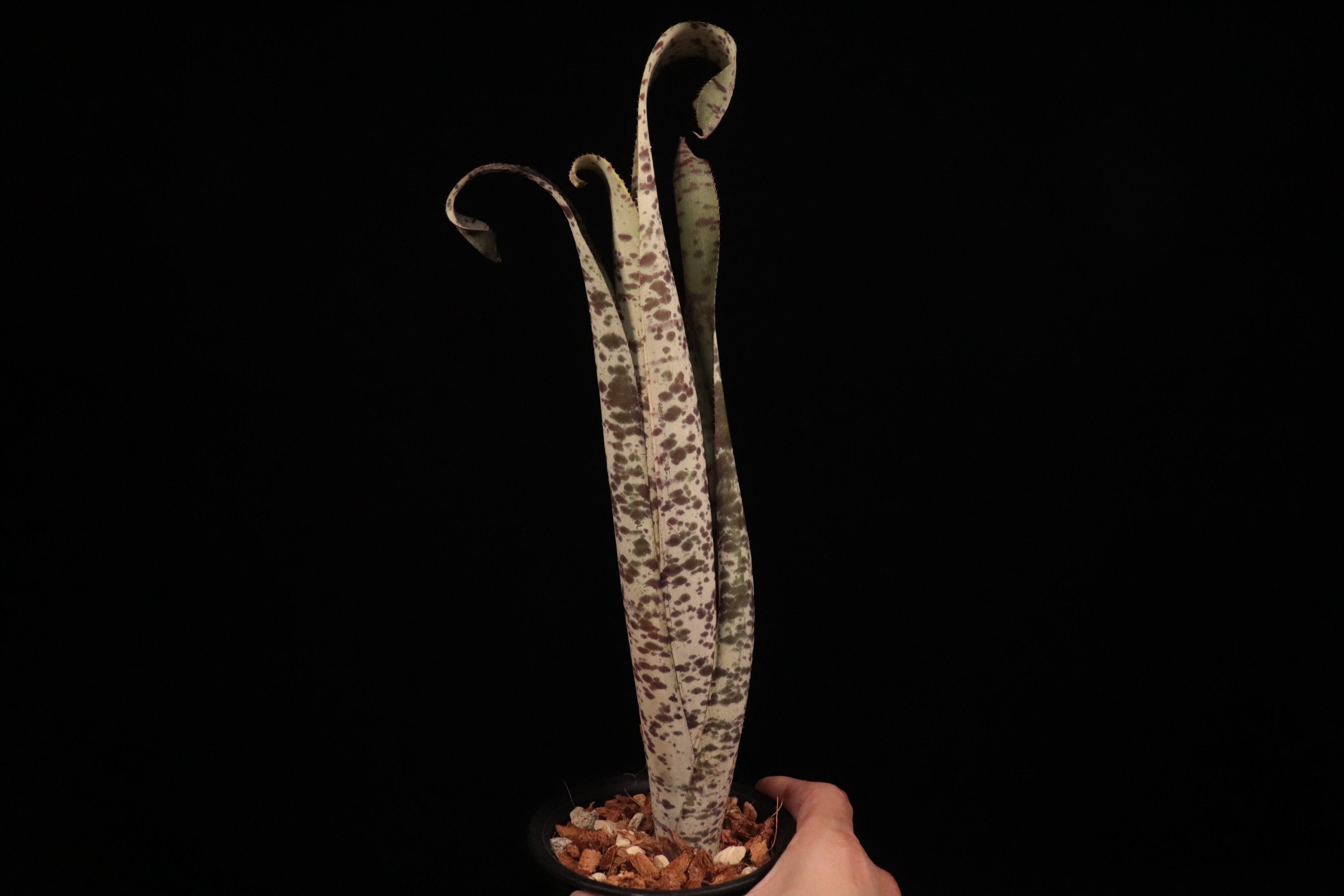 Quesnelia 'Tim Plowman'〔ケスネリア〕Q0030