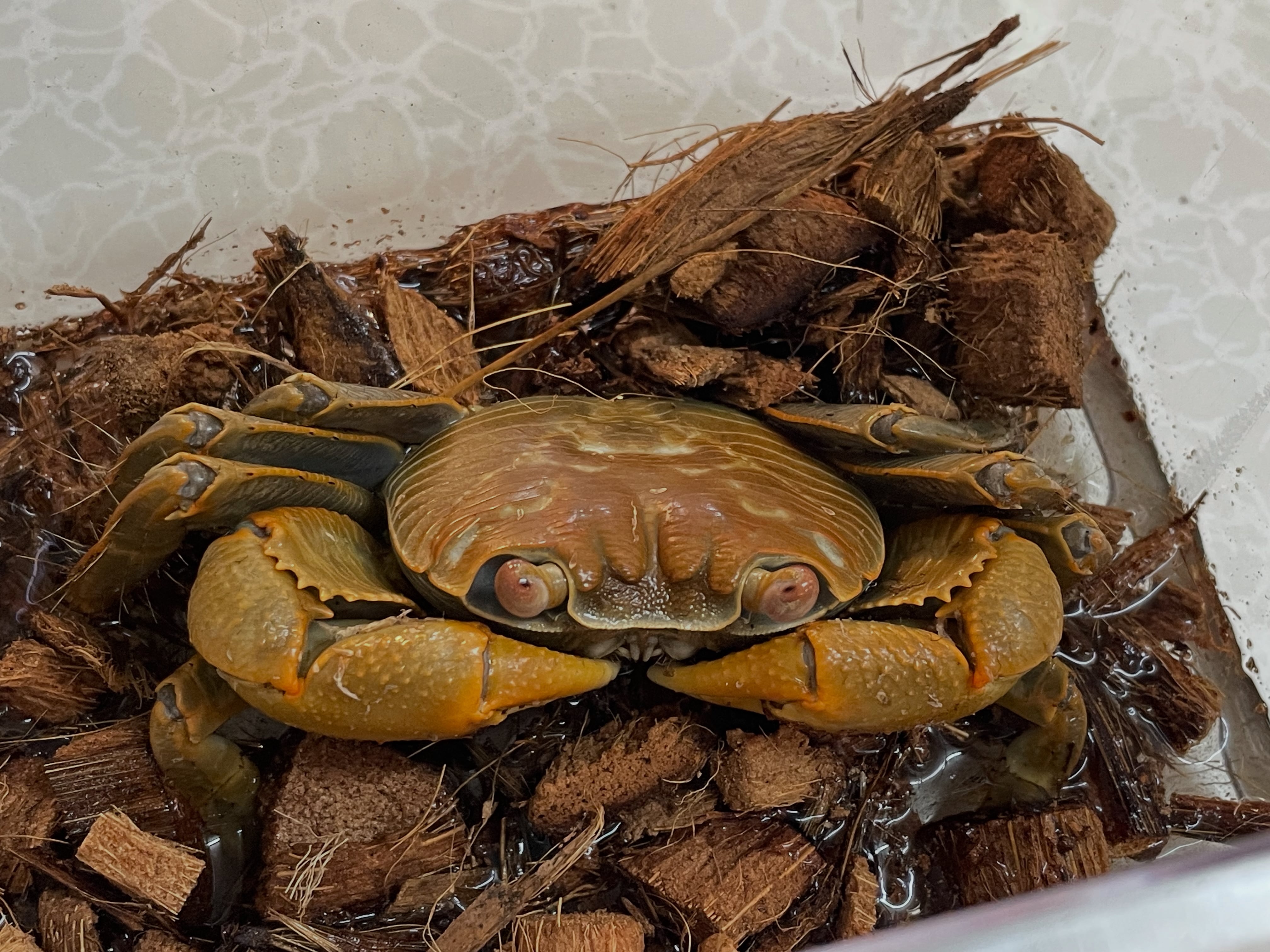 オオカクレイワガニLサイズ | 奇蟲・昆虫・甲殻類販売 crab dear