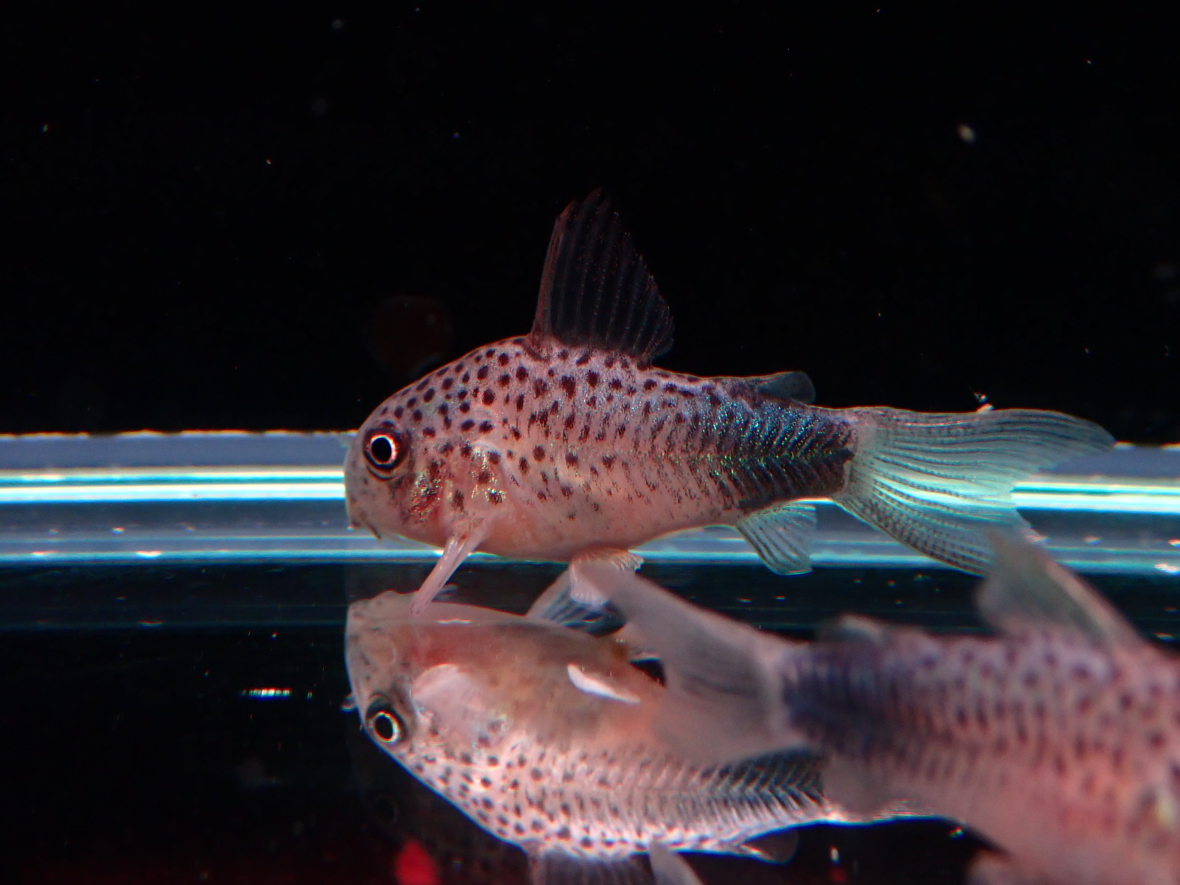 コリドラス バイオレット