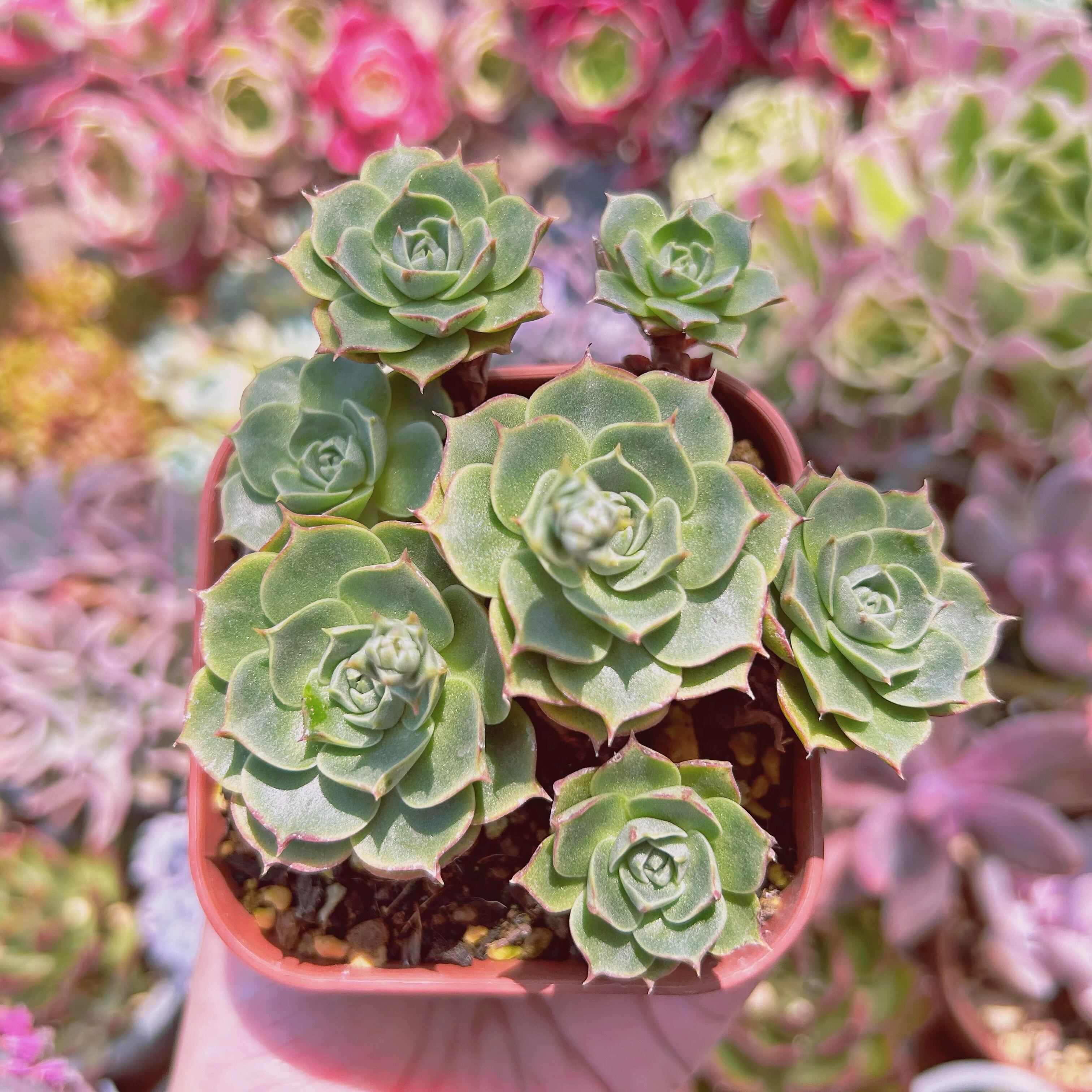 #2009現物　多肉植物　ヨロッパロンギシマ　抜き苗