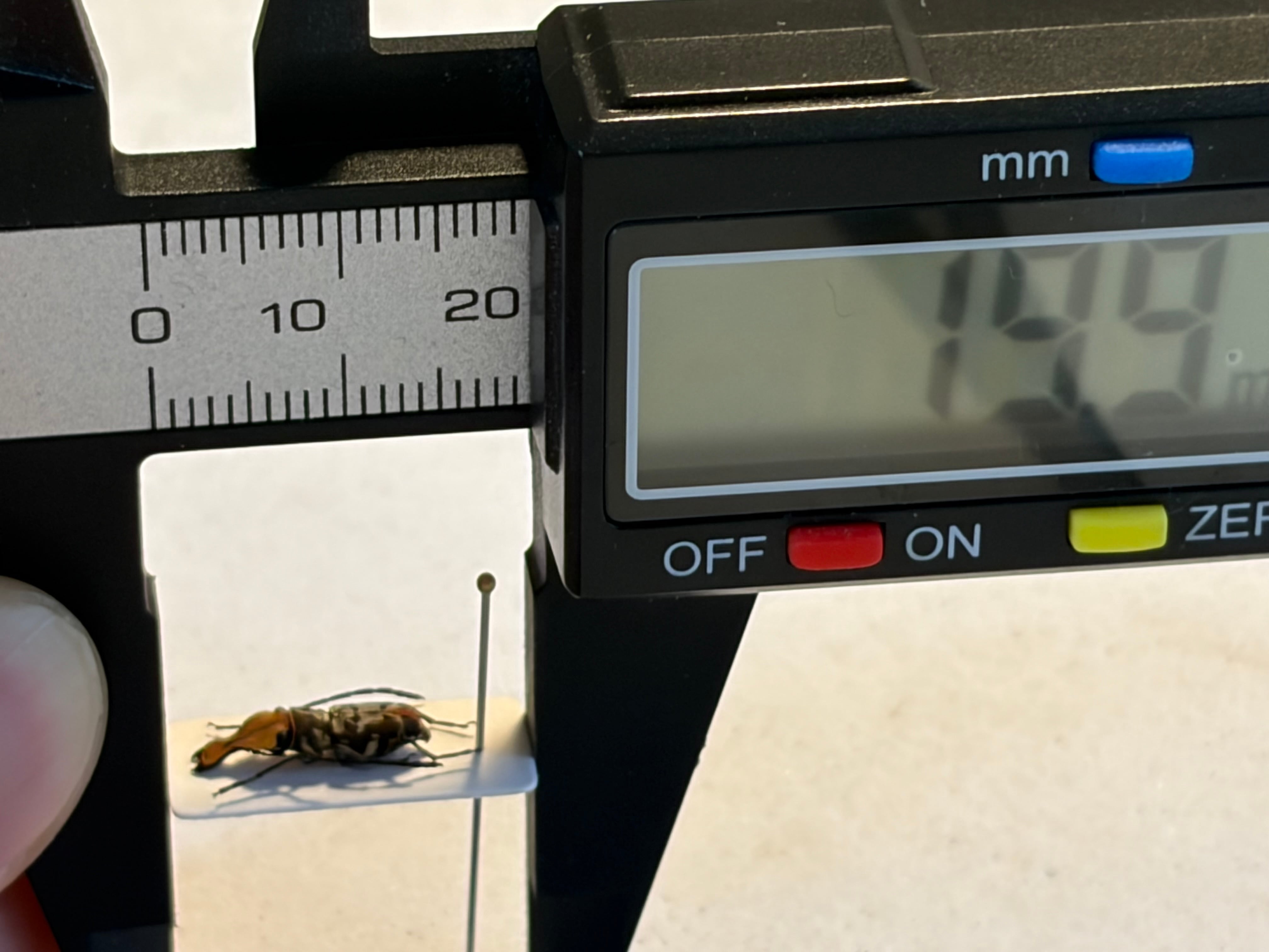 12mm】ヒョットコヒゲナガゾウムシ 標本 Systaltocerus platyrhinus 変