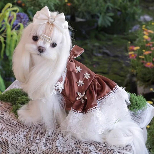 ブラウンシックなレディドレス　犬服　01102