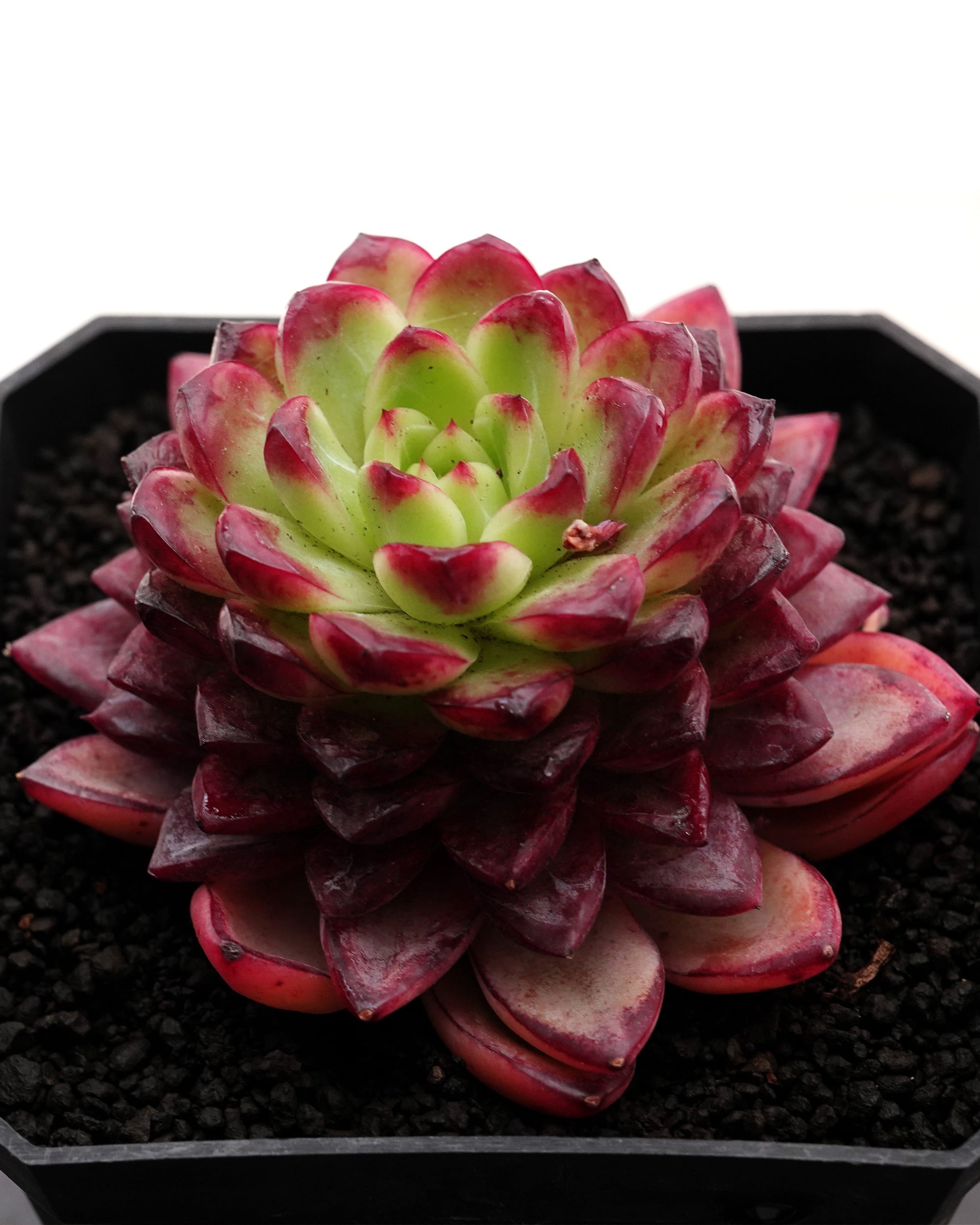 抜き苗 ハオルチア 水中月錦 ミックス斑 ミニ株 Haworthia 'Shui Zhong