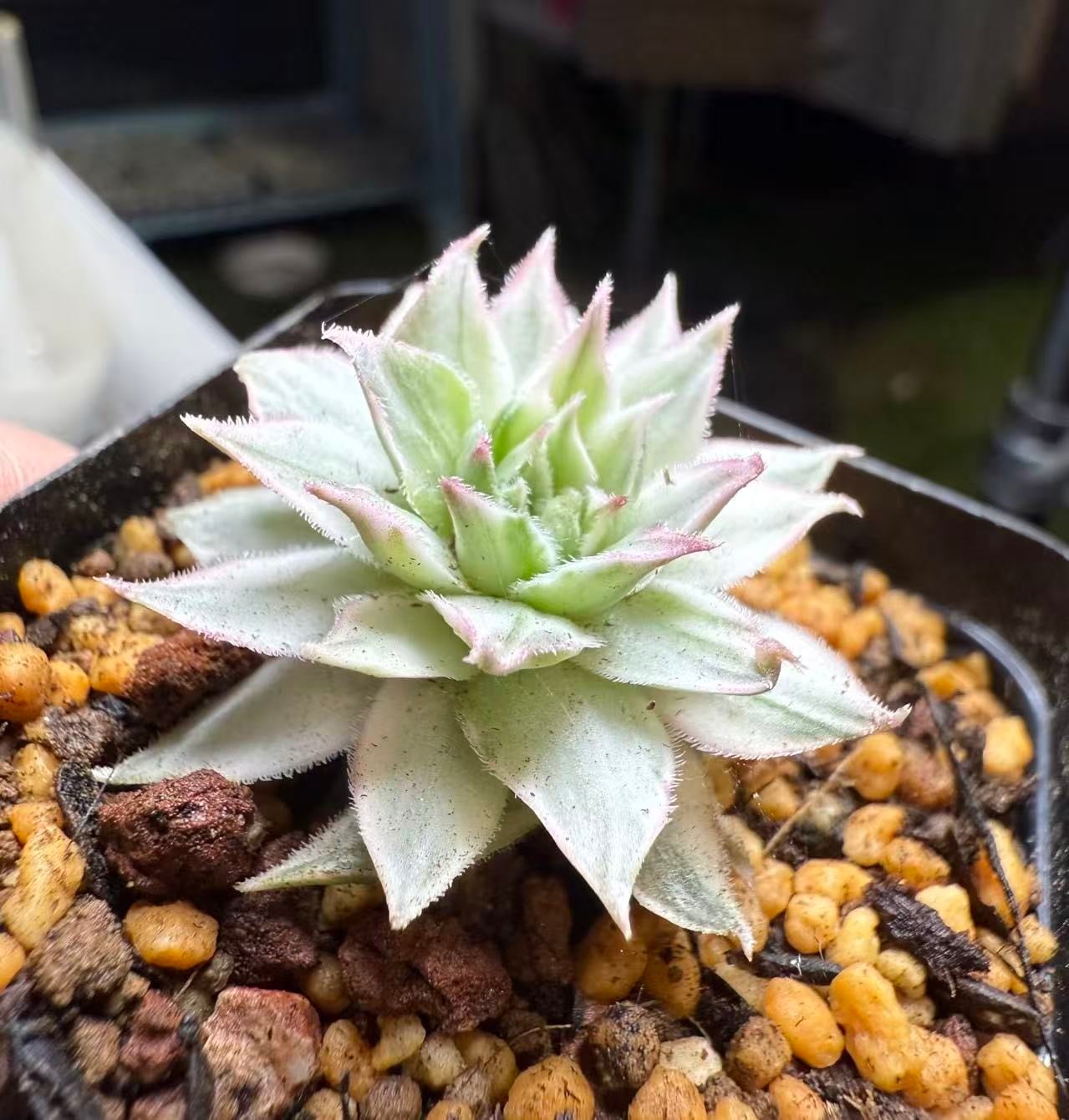 凛華様。多肉植物。 五点 凛花ガーデン