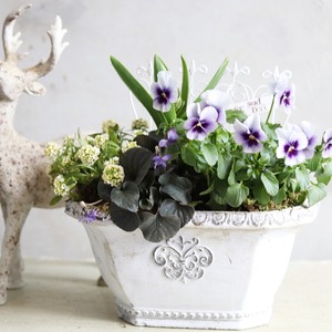 球根を楽しむ寄せ植え　ムラサキビオラとヒヤシンスのヨーロピアンな寄せ植え（ピック付き）　お玄関にオススメ　届いてすぐ玄関に飾れる 　プレゼントにもオススメ　