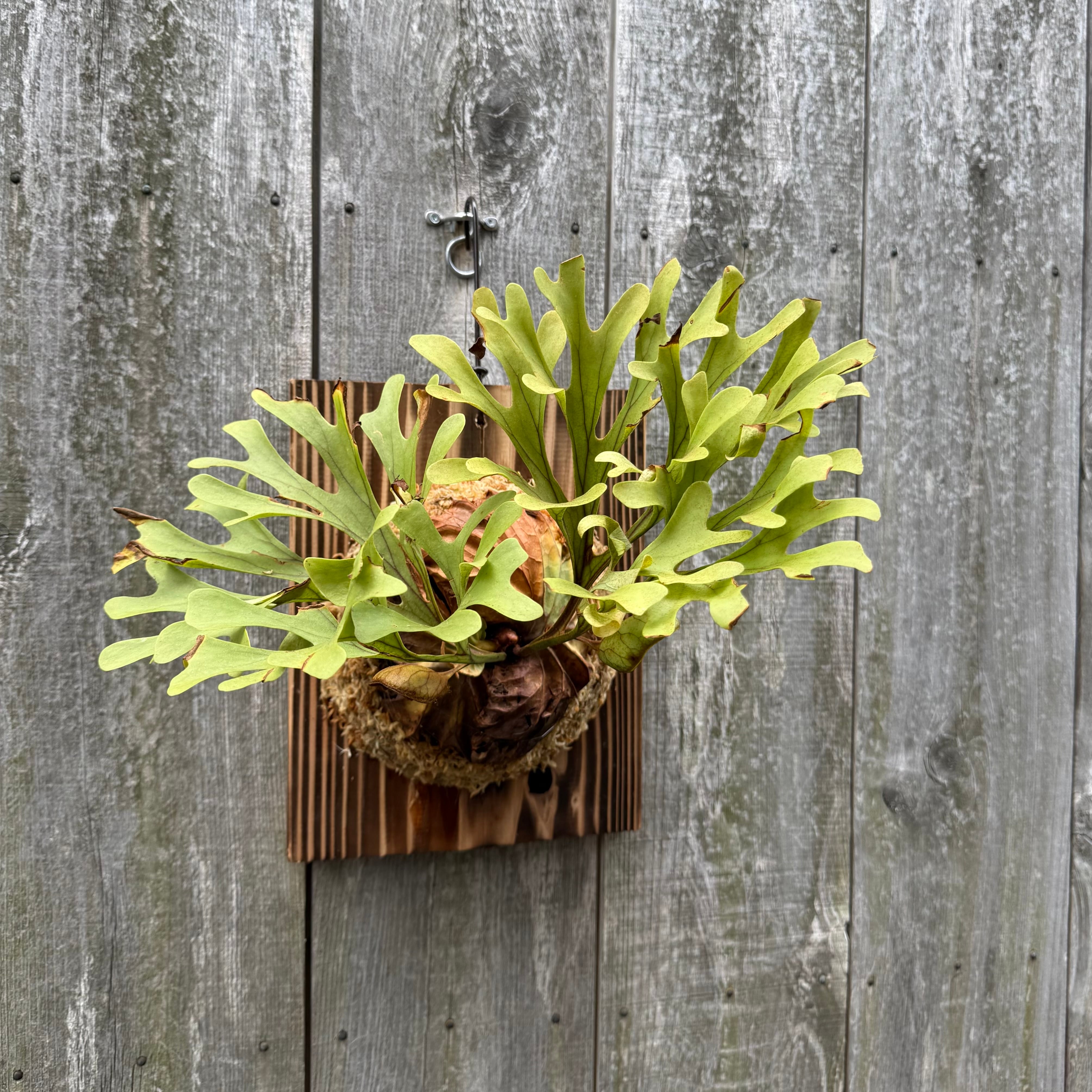 P.ridleyi wild | naturefix