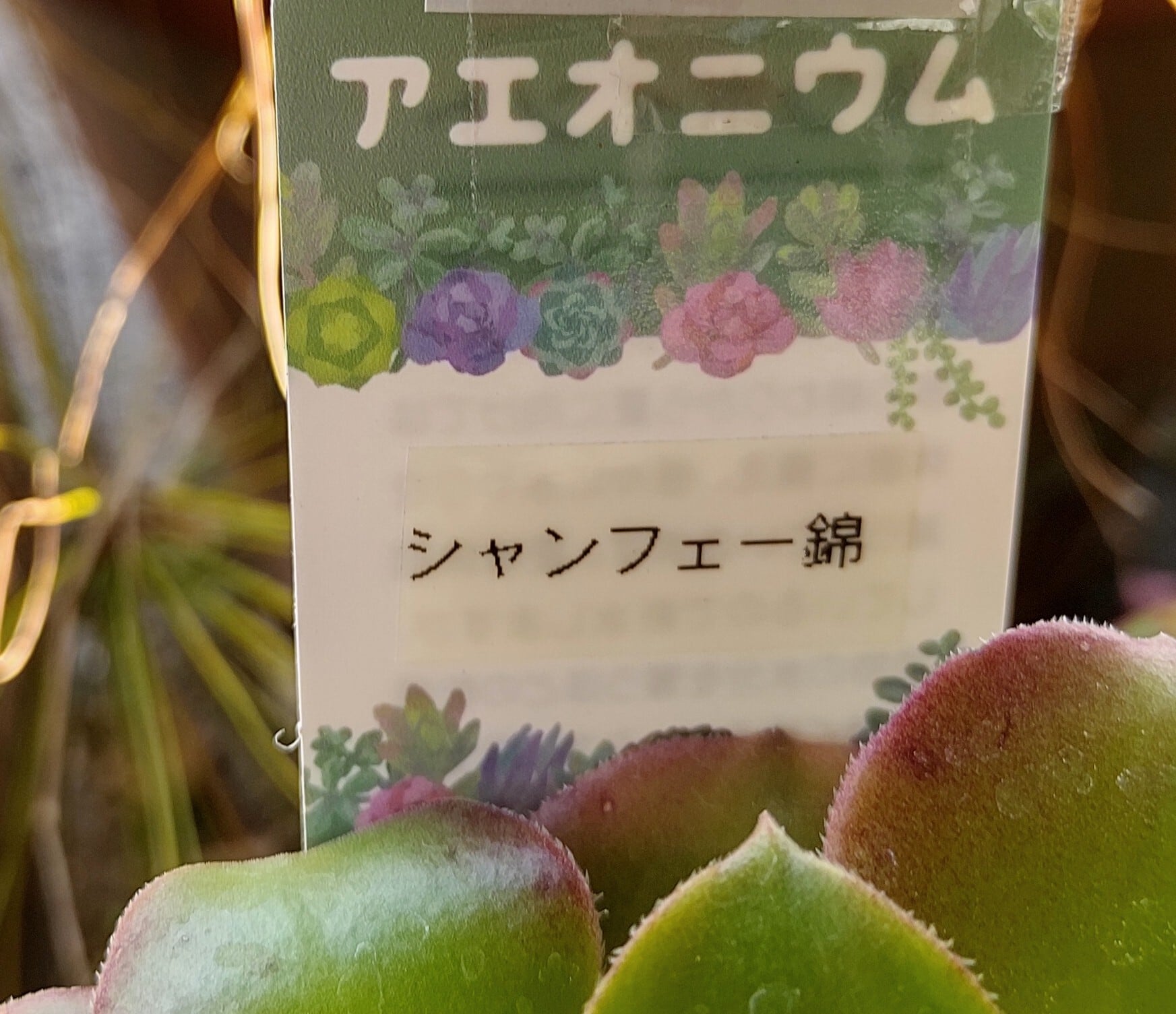 T)シャンフェー錦(アエオニウム) | RuPo 多肉植物専門店