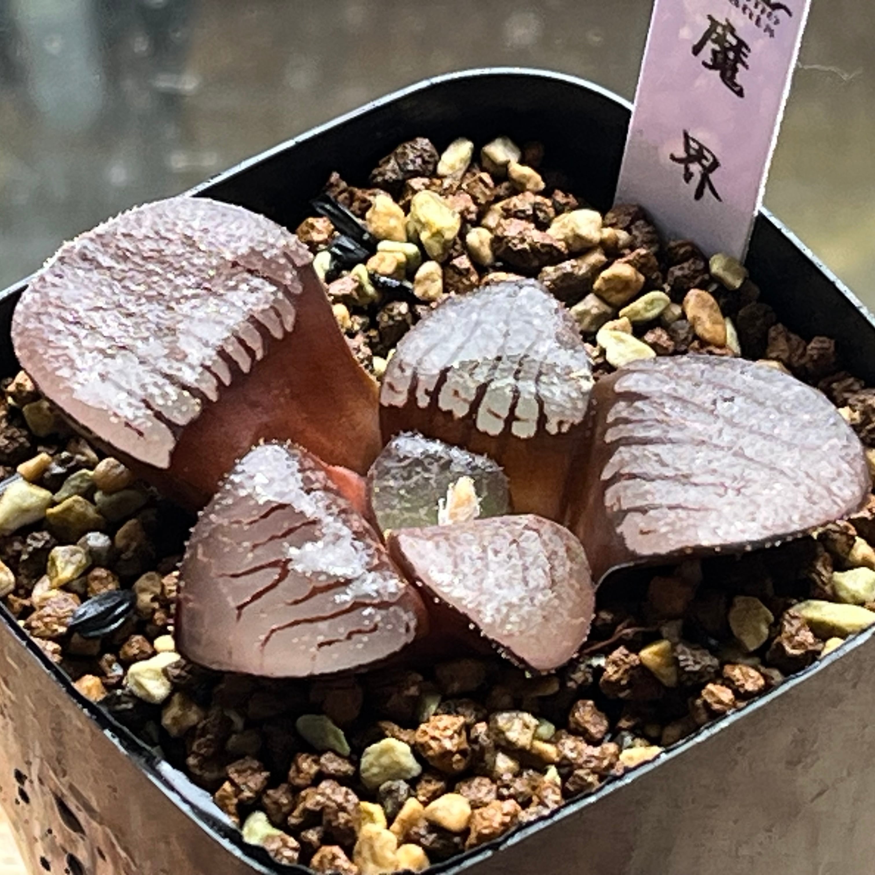 ハオルチア・酒呑童子錦(糊斑) ハオルチア 酒呑童子錦 | mocono_plants
