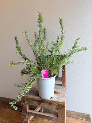 グレビレア イエロードロップ⑥