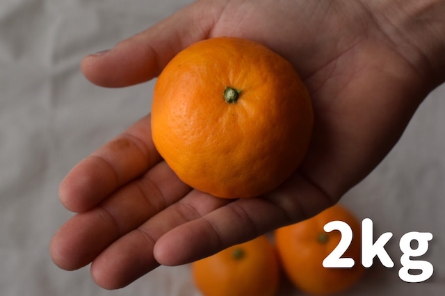 みかん×オレンジ　完熟はれひめ　２kg