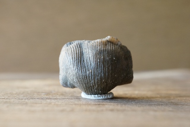 Hebertella sinuata 化石