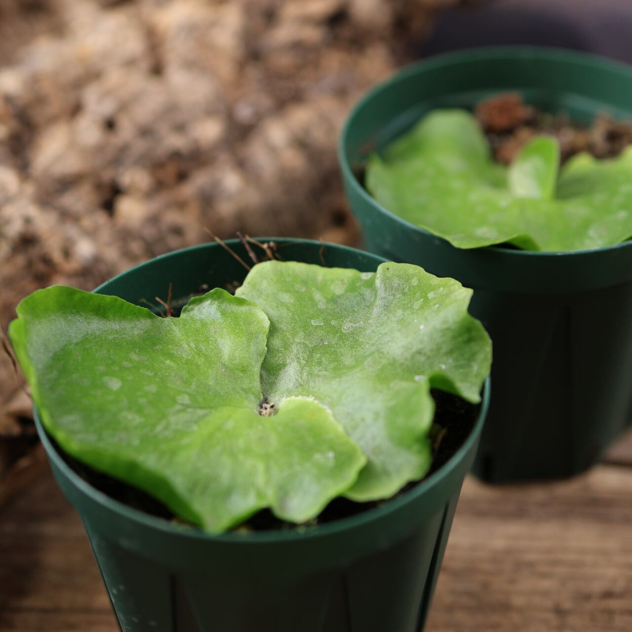 660『ビカクシダ コロナリウム』観葉植物【送料無料】 | MARX PLANTS