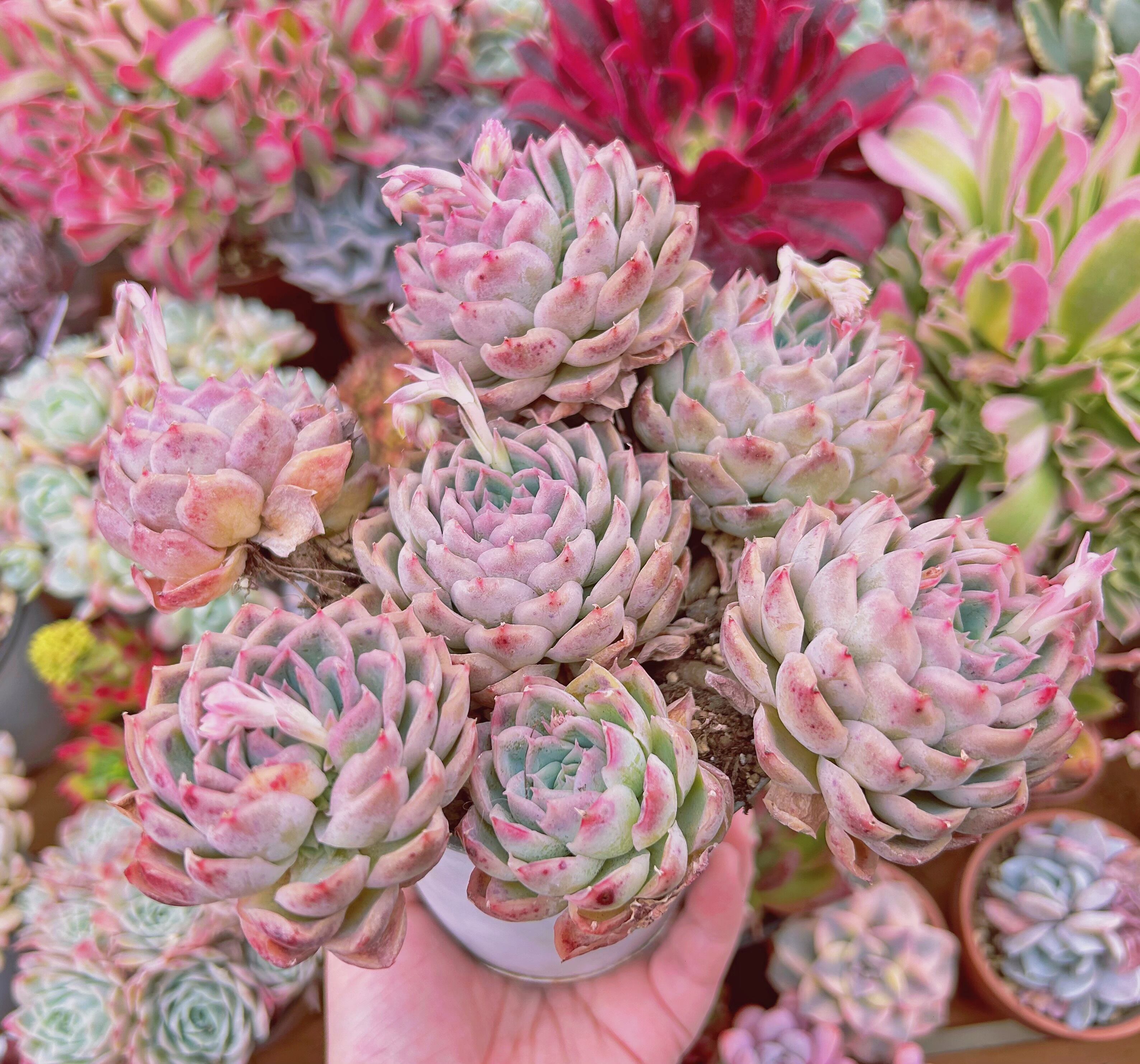 #552現物　多肉植物　ジョウスリン　特大　