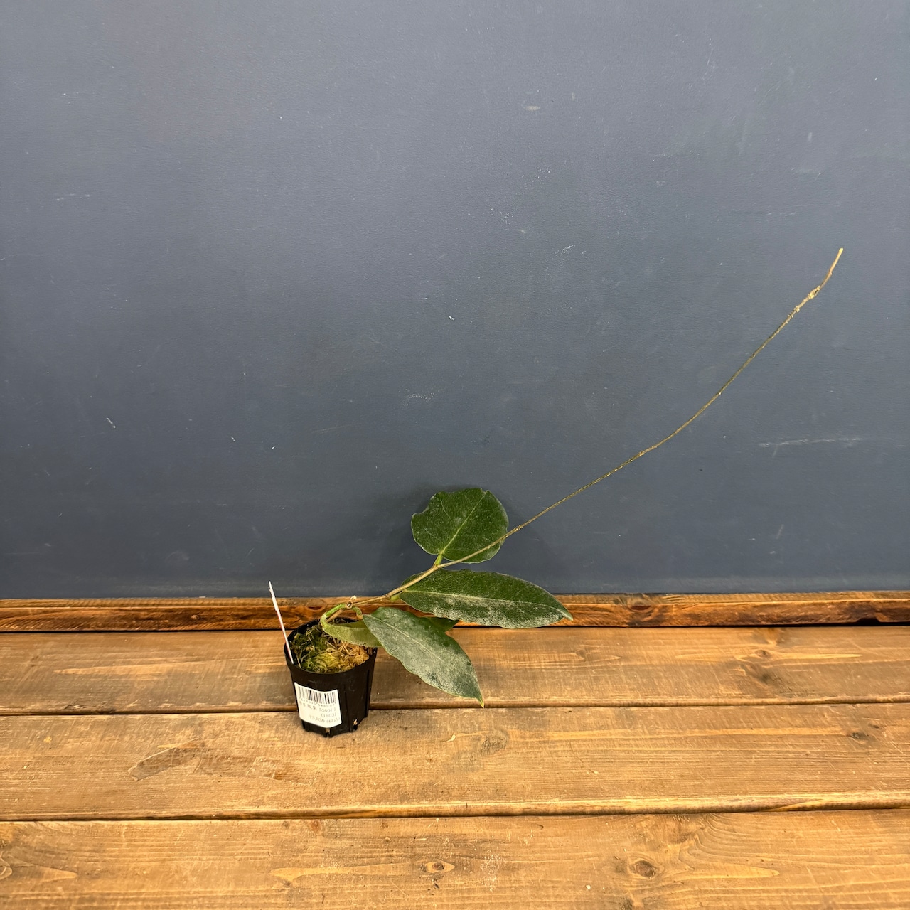 【クリアランス】ホヤ versteegii【348】