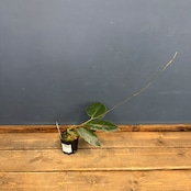 【クリアランス】ホヤ versteegii【348】