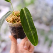 アンスリウム ワロクアーナム / Anthurium Warocqueanum⑯ / 観葉植物<育て方・花言葉>
