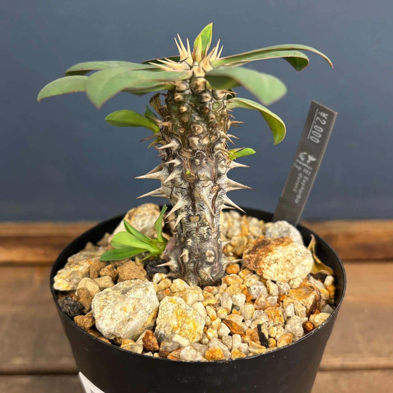 ユーフォルビア デュラニー【1045】