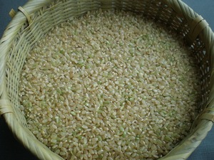 玄米10kg　2023年産