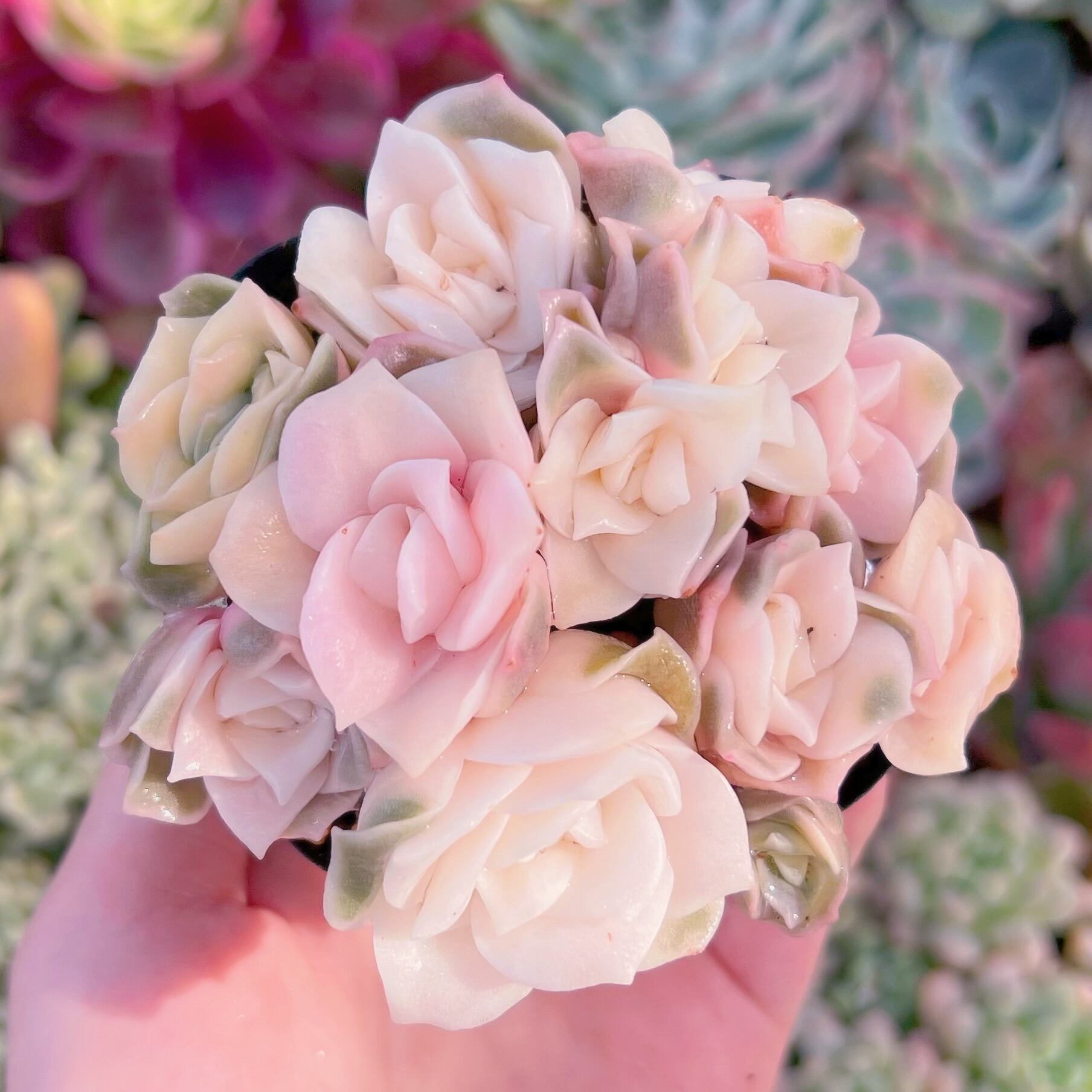 現品　ラブリーローズ錦#K004　るる農園