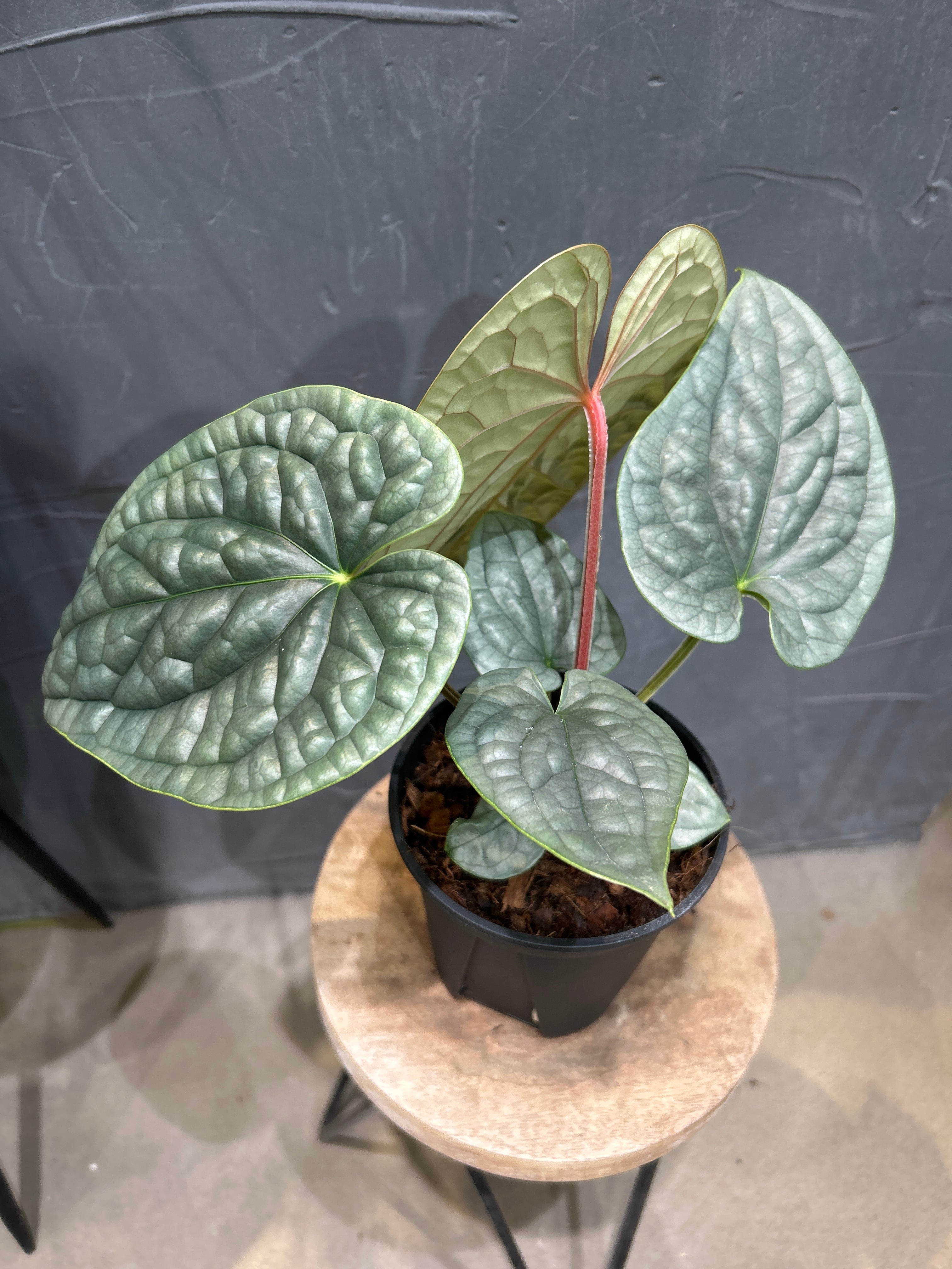 B アンスリウム ルクスリアンスシルバー | MIDORIYA 観葉植物専門店