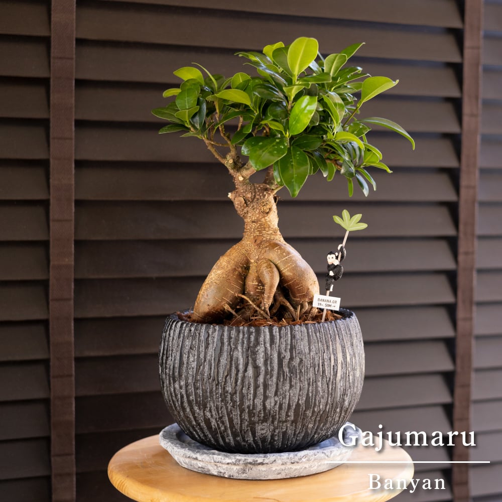 運気UP ガジュマルの木 7号 陶器鉢 ピック付 観葉植物 ガジュマル