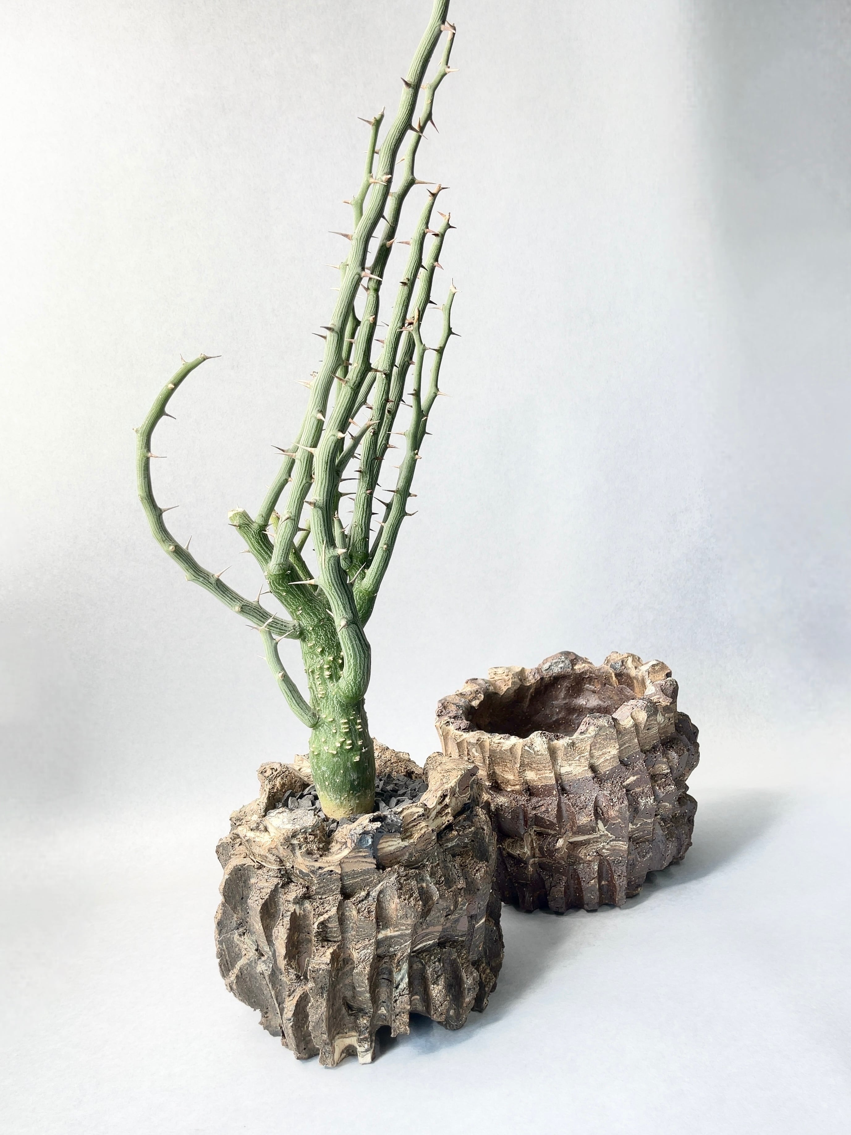 G*r様 A0504 超希少 アデニア バリー 現地球 G*r様 A0504 超希少 アデニア バリー 現地球