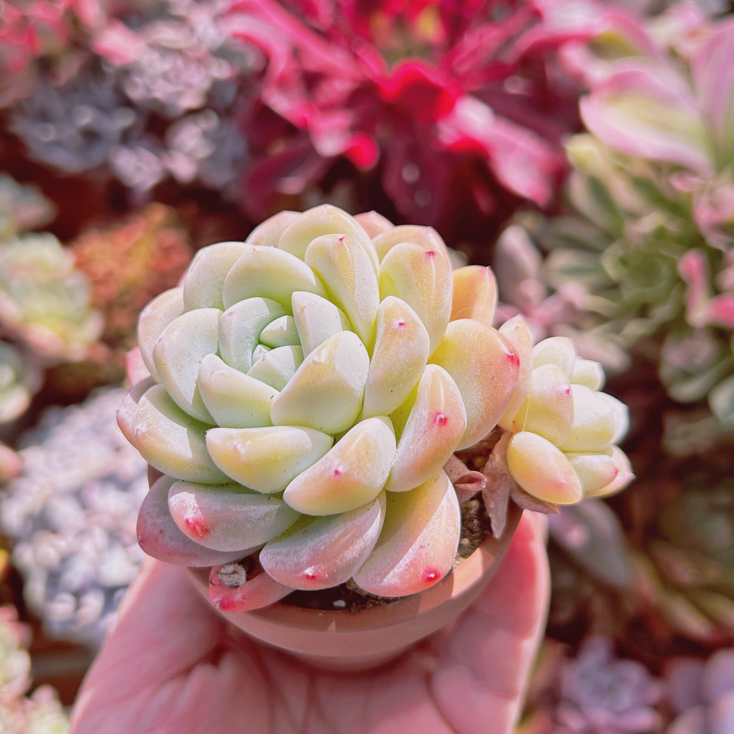 多肉植物　アイスグリーン1️⃣　群生　可愛い　そのまま発送 多肉植物 アイスグリーン1️⃣ 群生 可愛い そのまま発送 多肉