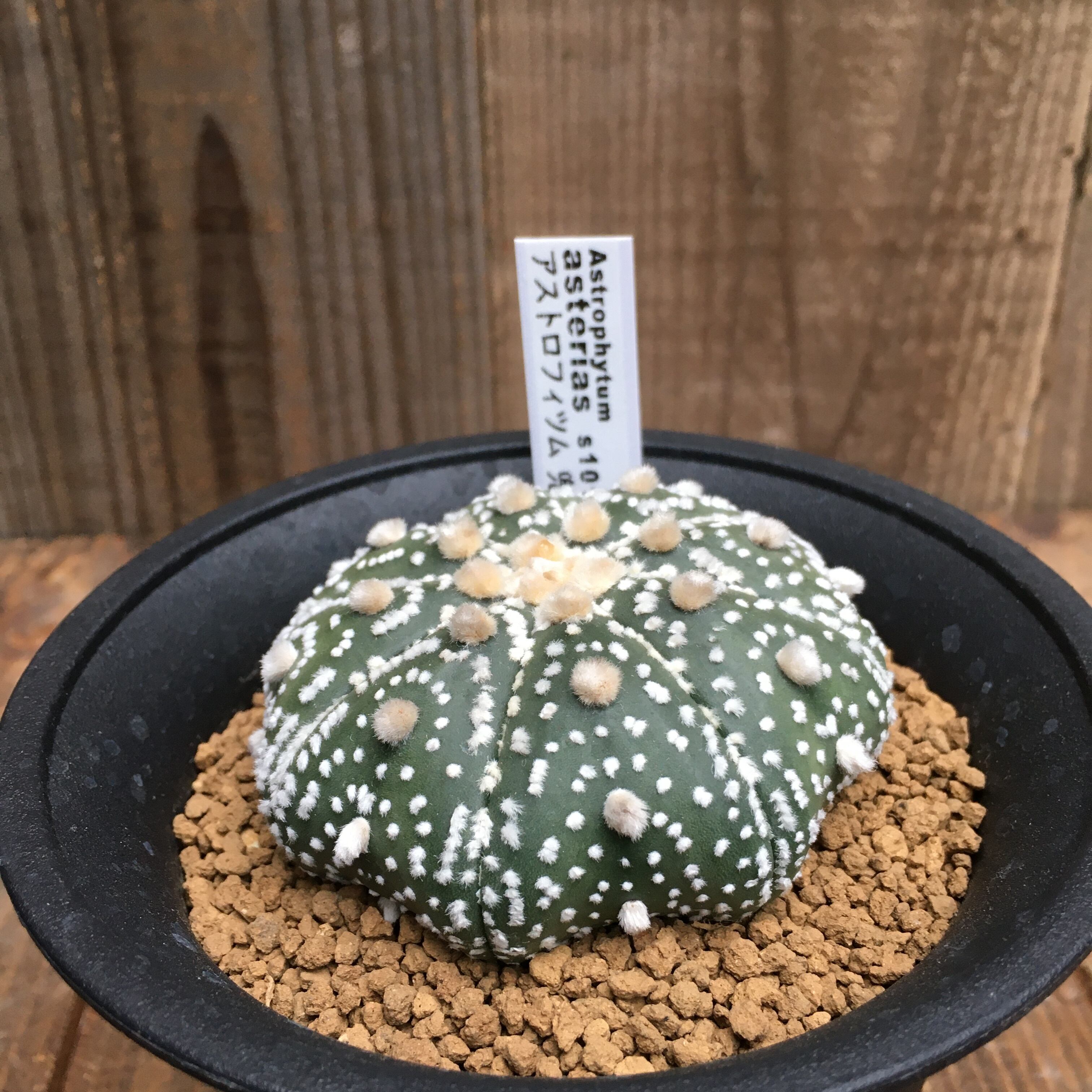 サボテン 兜 Llサイズ Protoleaf プロトリーフ