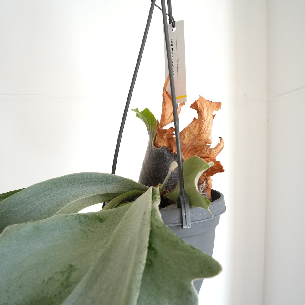 送料込み】ハンギング植物 ビカクシダ ウィリンキー 4号サイズ プラ