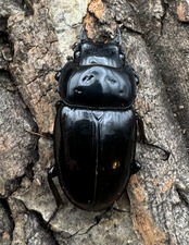 《ブラックハスタートノコギリ 37.5mm ♀単》