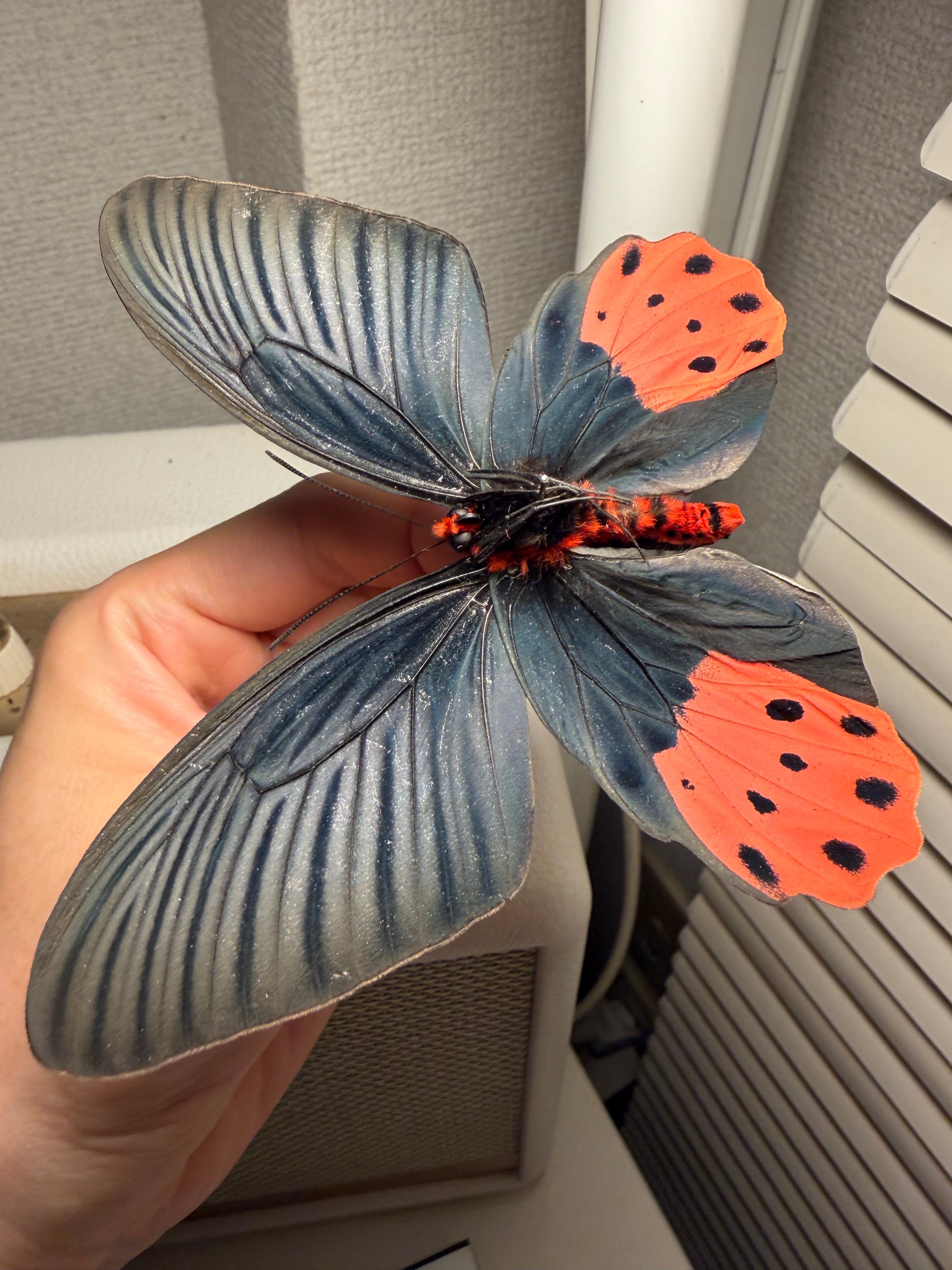 裏展翅♂】アケボノアゲハ Atrophaneura horishana 標本 Papilio 蝶