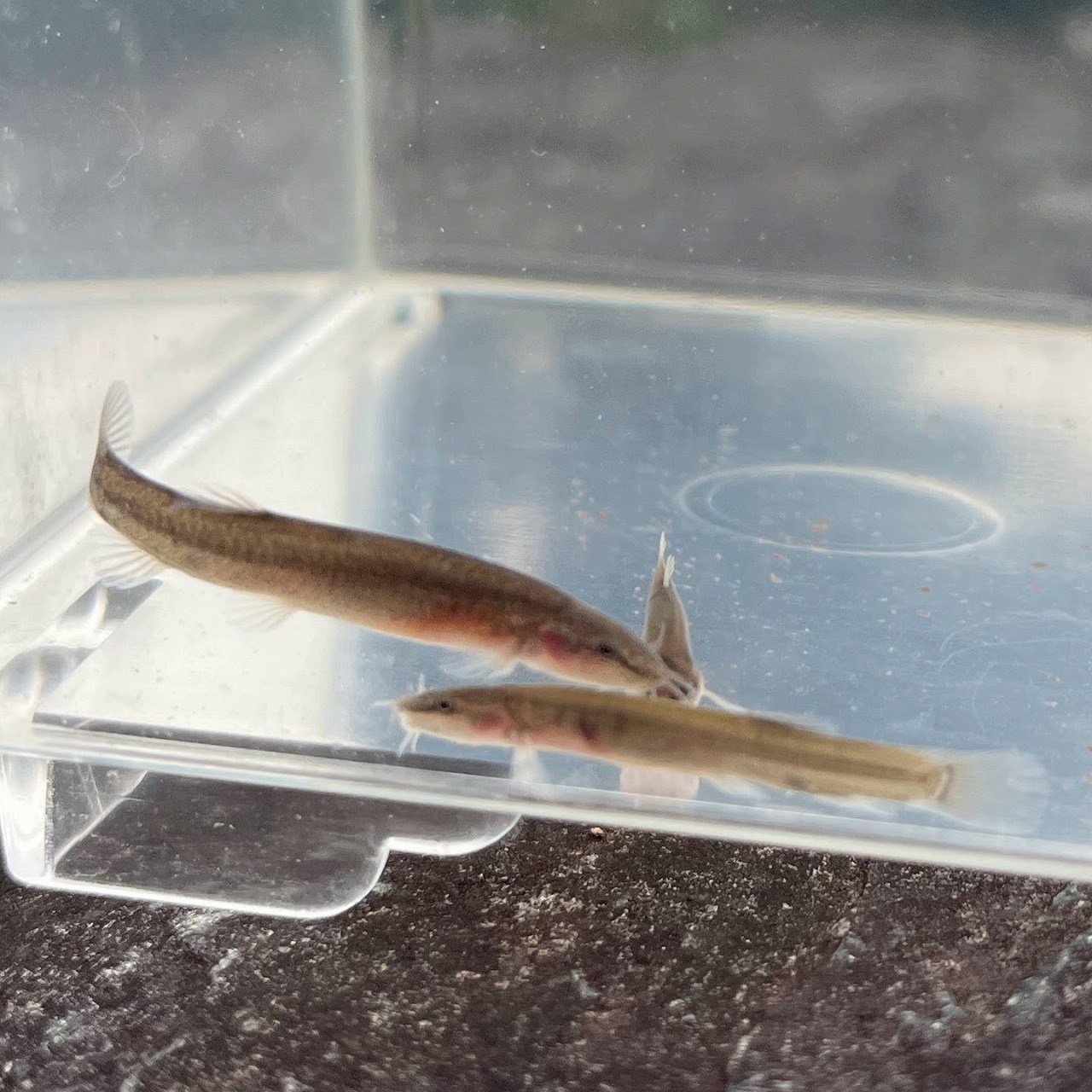 ※セット販売※（淡水魚）小さめ　ナガレホトケドジョウ　2～4ｃｍ±（3匹）【生体】