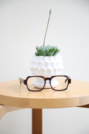 【S】ハオルチア オブツーサ/Haworthia obtusa