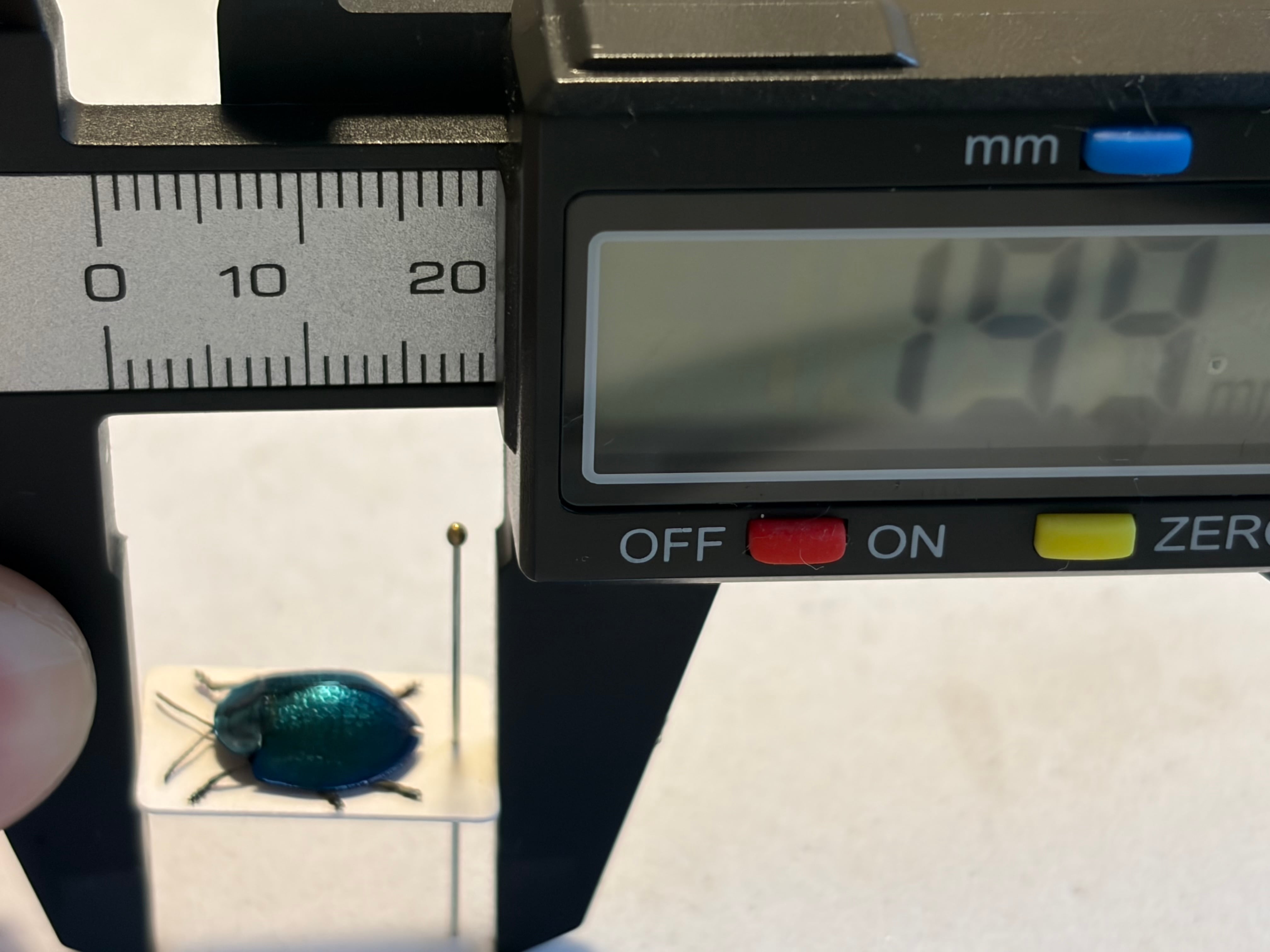 10mm】ターコイズよりのブルーが美麗なブローチハムシの一種 標本甲虫
