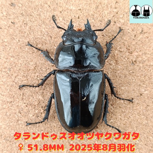 タランドゥスオオツヤクワガタ ♀ 51.8mm 販売中